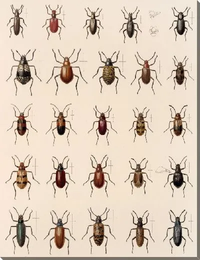 Картина Жуки (1879-1915) №183