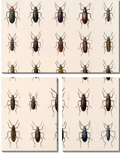 Картина Жуки (1879-1915) №185