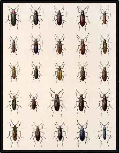 Картина Жуки (1879-1915) №185