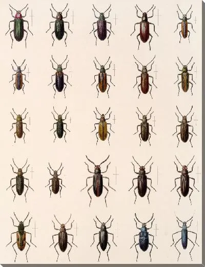 Картина Жуки (1879-1915) №185