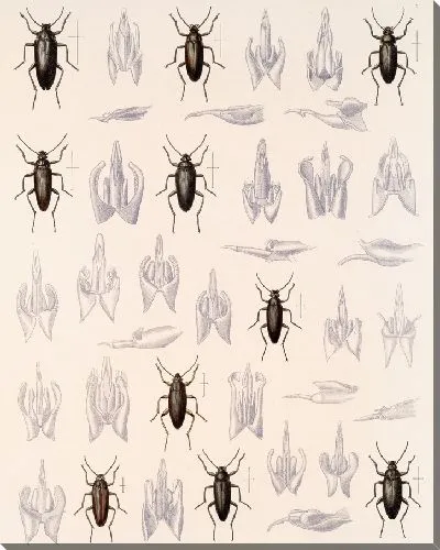 Картина Жуки (1879-1915) №186