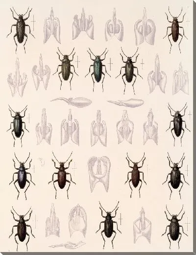 Картина Жуки (1879-1915) №187