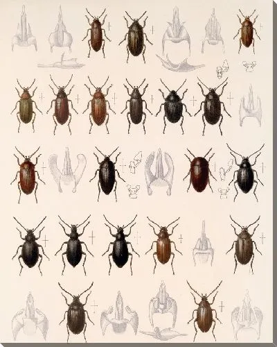 Картина Жуки (1879-1915) №189