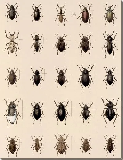 Картина Жуки (1879-1915) №191