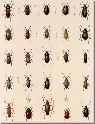 Картина Жуки (1879-1915) №192