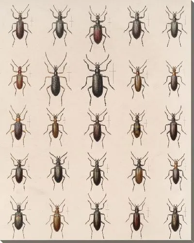 Картина Жуки (1879-1915) №193