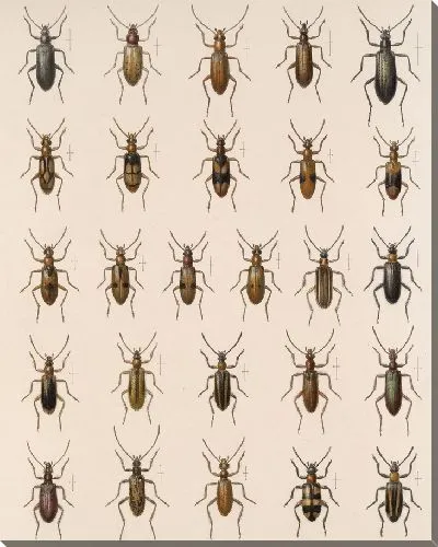 Картина Жуки (1879-1915) №194