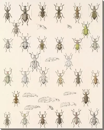 Картина Жуки (1879-1915) №226