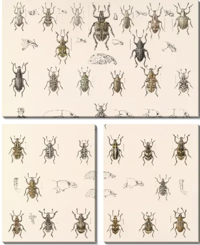 Картина Жуки (1879-1915) №227