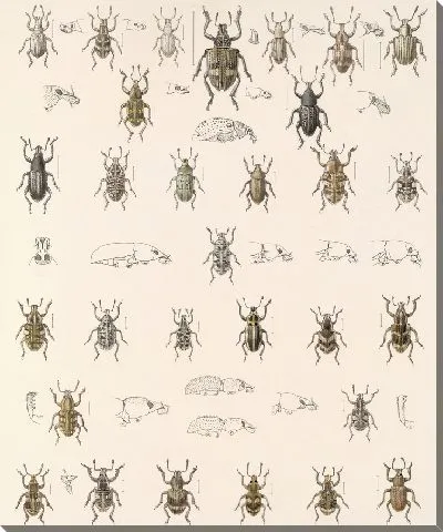 Картина Жуки (1879-1915) №227