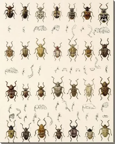 Картина Жуки (1879-1915) №304