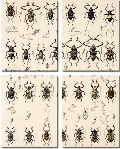 Картина Жуки (1879-1915) №308