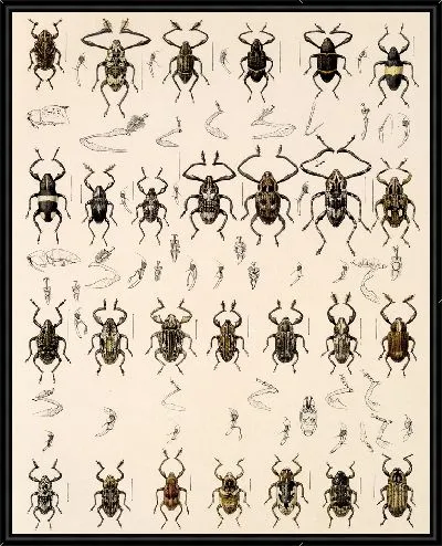 Картина Жуки (1879-1915) №308