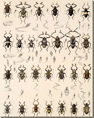 Картина Жуки (1879-1915) №308