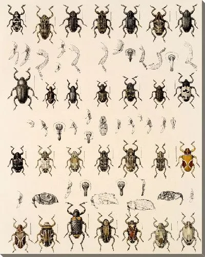 Картина Жуки (1879-1915) №309