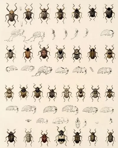 шаблон id 34