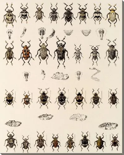 Картина Жуки (1879-1915) №319