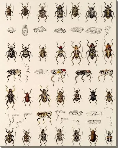 Картина Жуки (1879-1915) №320