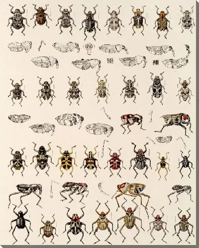 Картина Жуки (1879-1915) №321