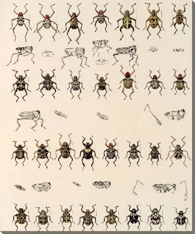 Картина Жуки (1879-1915) №322