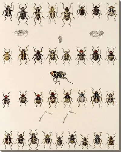 Картина Жуки (1879-1915) №323