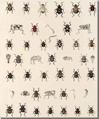 Картина Жуки (1879-1915) №324