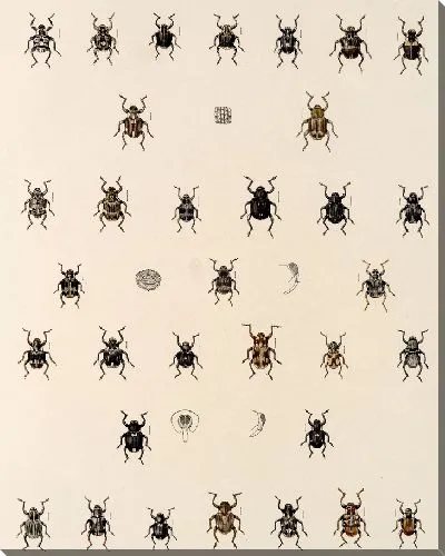 Картина Жуки (1879-1915) №325