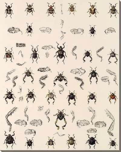 Картина Жуки (1879-1915) №326