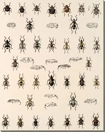 Картина Жуки (1879-1915) №327