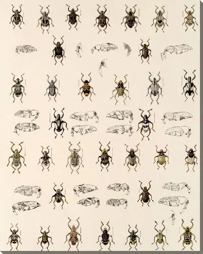 Картина Жуки (1879-1915) №328