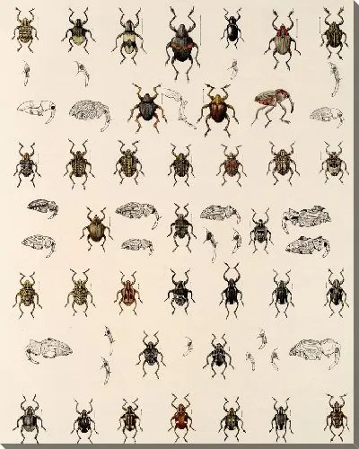 Картина Жуки (1879-1915) №329