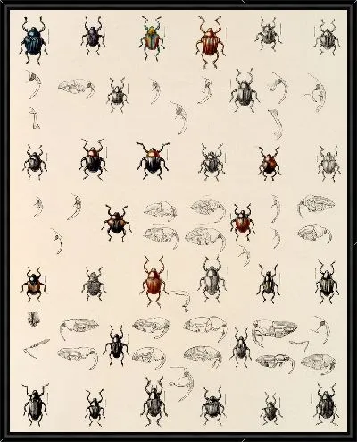 Картина Жуки (1879-1915) №331