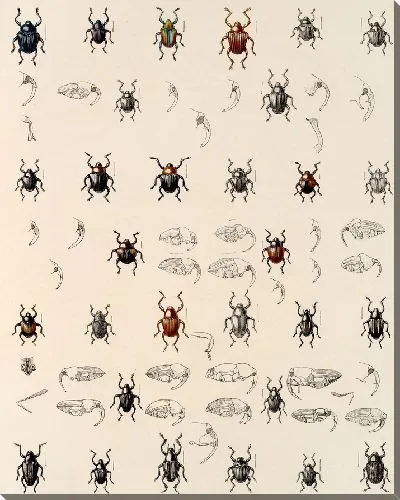 Картина Жуки (1879-1915) №331