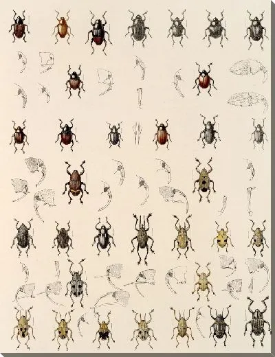 Картина Жуки (1879-1915) №332