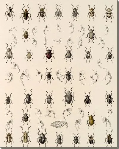 Картина Жуки (1879-1915) №333