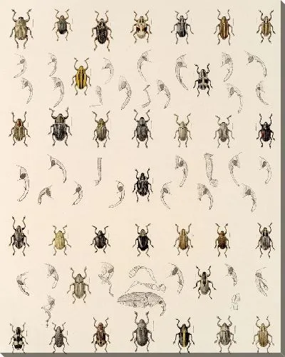 Картина Жуки (1879-1915) №334