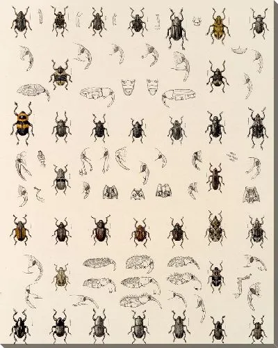 Картина Жуки (1879-1915) №335