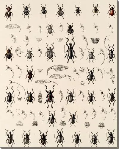 Картина Жуки (1879-1915) №336