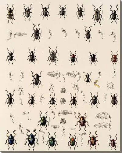 Картина Жуки (1879-1915) №337