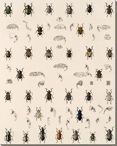 Картина Жуки (1879-1915) №338