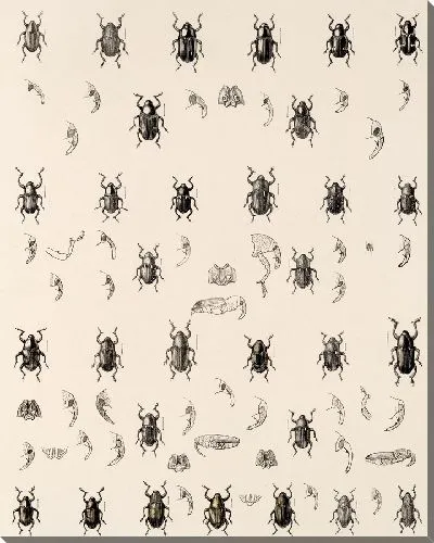 Картина Жуки (1879-1915) №339