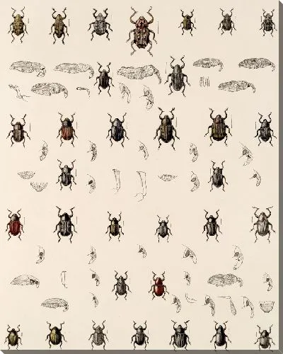 Картина Жуки (1879-1915) №340