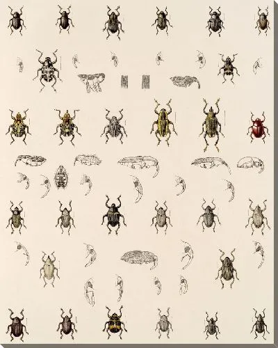 Картина Жуки (1879-1915) №341