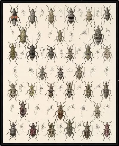 Картина Жуки (1879-1915) №347