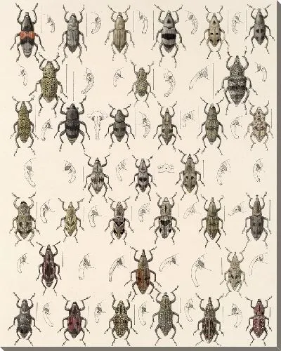 Картина Жуки (1879-1915) №347