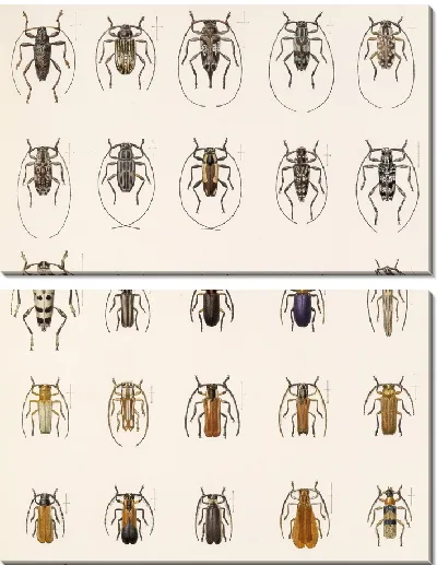 Картина Жуки (1879-1915) №375
