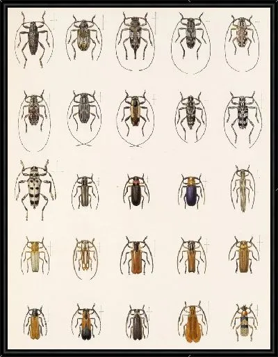 Картина Жуки (1879-1915) №375