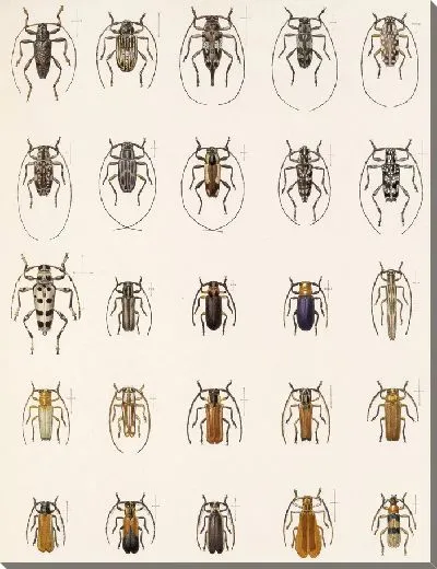 Картина Жуки (1879-1915) №375