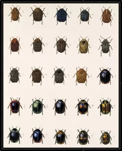 Картина Жуки (1879-1915) №381