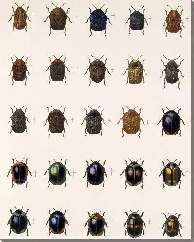 Картина Жуки (1879-1915) №381